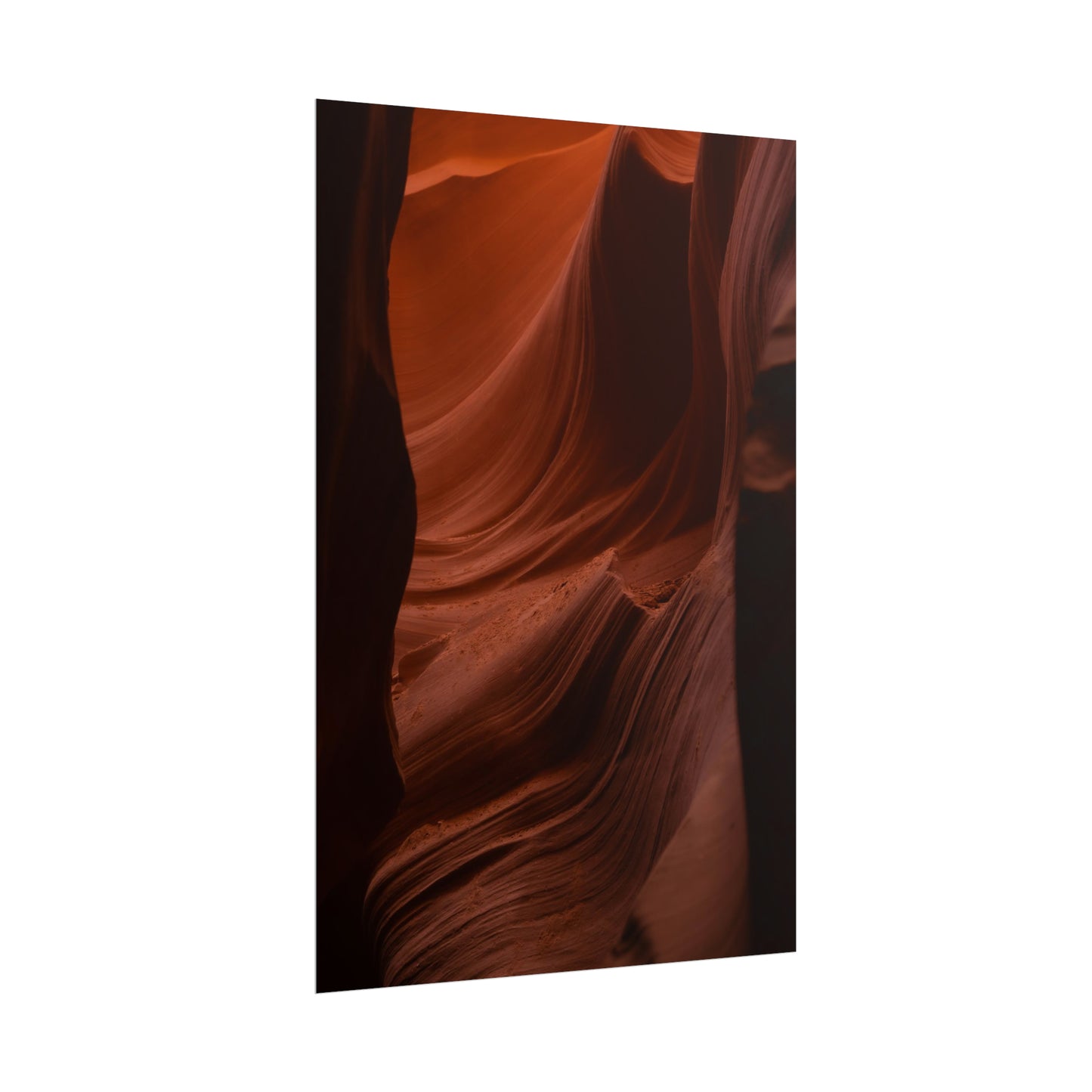Antelope 01 - Rolled Poster