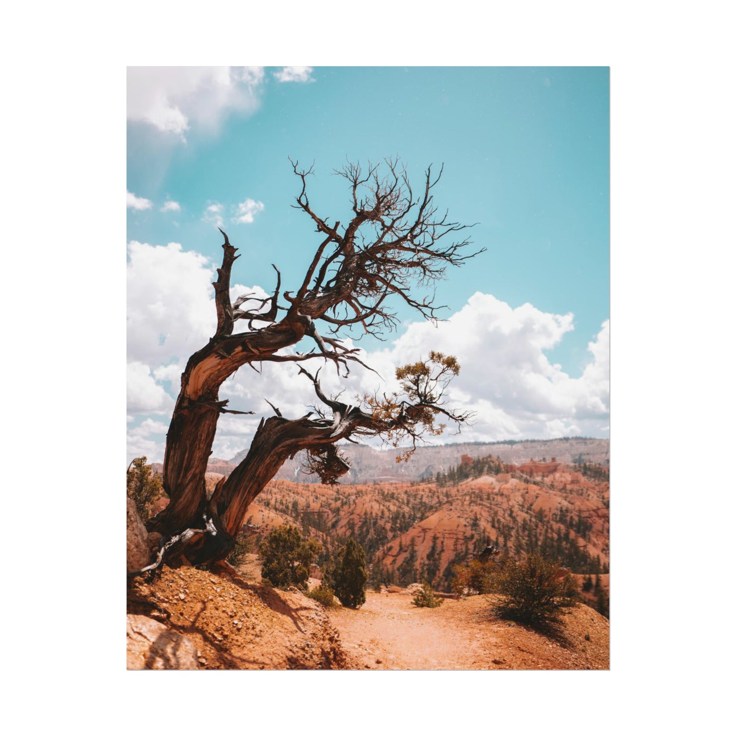 Bryce Canyon 02 - Rolled Poster