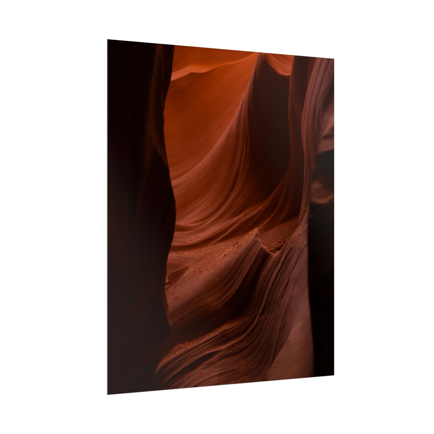 Antelope 01 - Rolled Poster