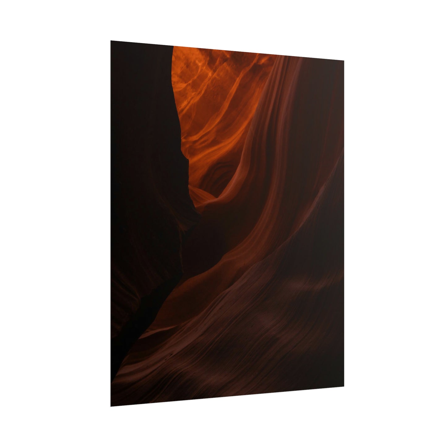 Antelope 03 - Rolled Poster