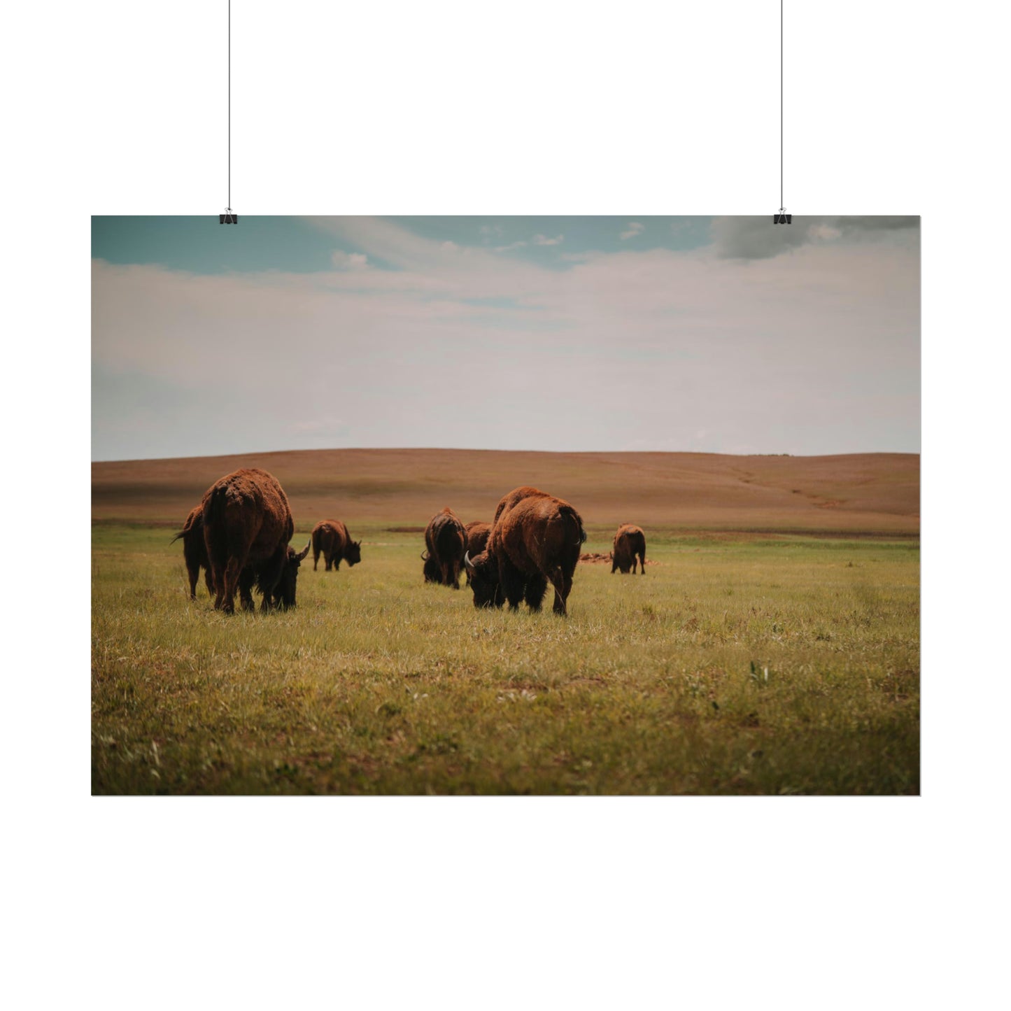 Bisons - Rolled Poster