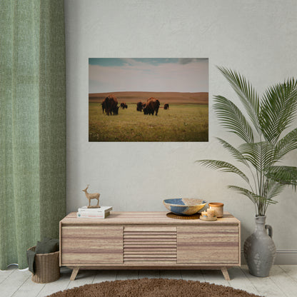 Bisons - Rolled Poster