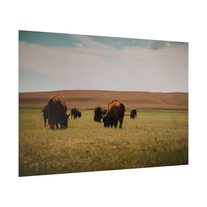 Bisons - Rolled Poster