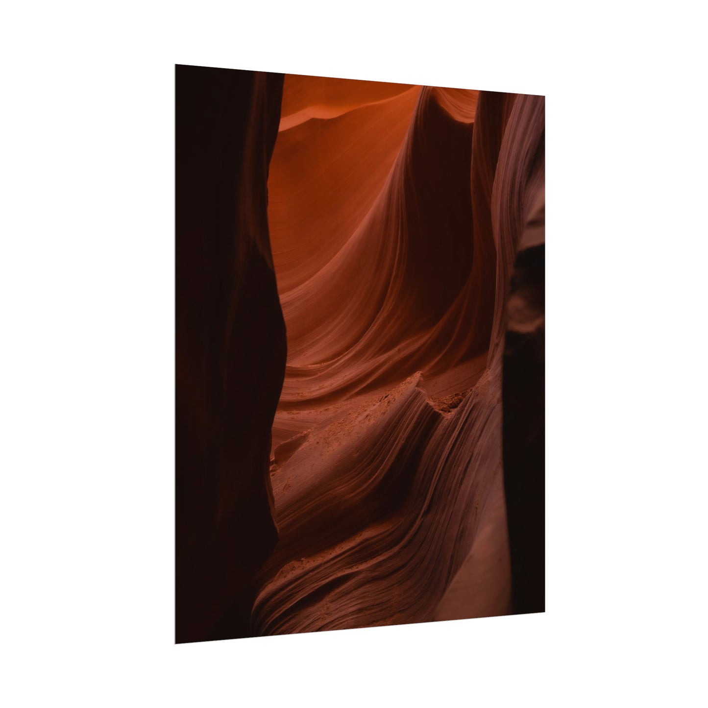 Antelope 01 - Rolled Poster