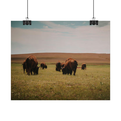 Bisons - Rolled Poster