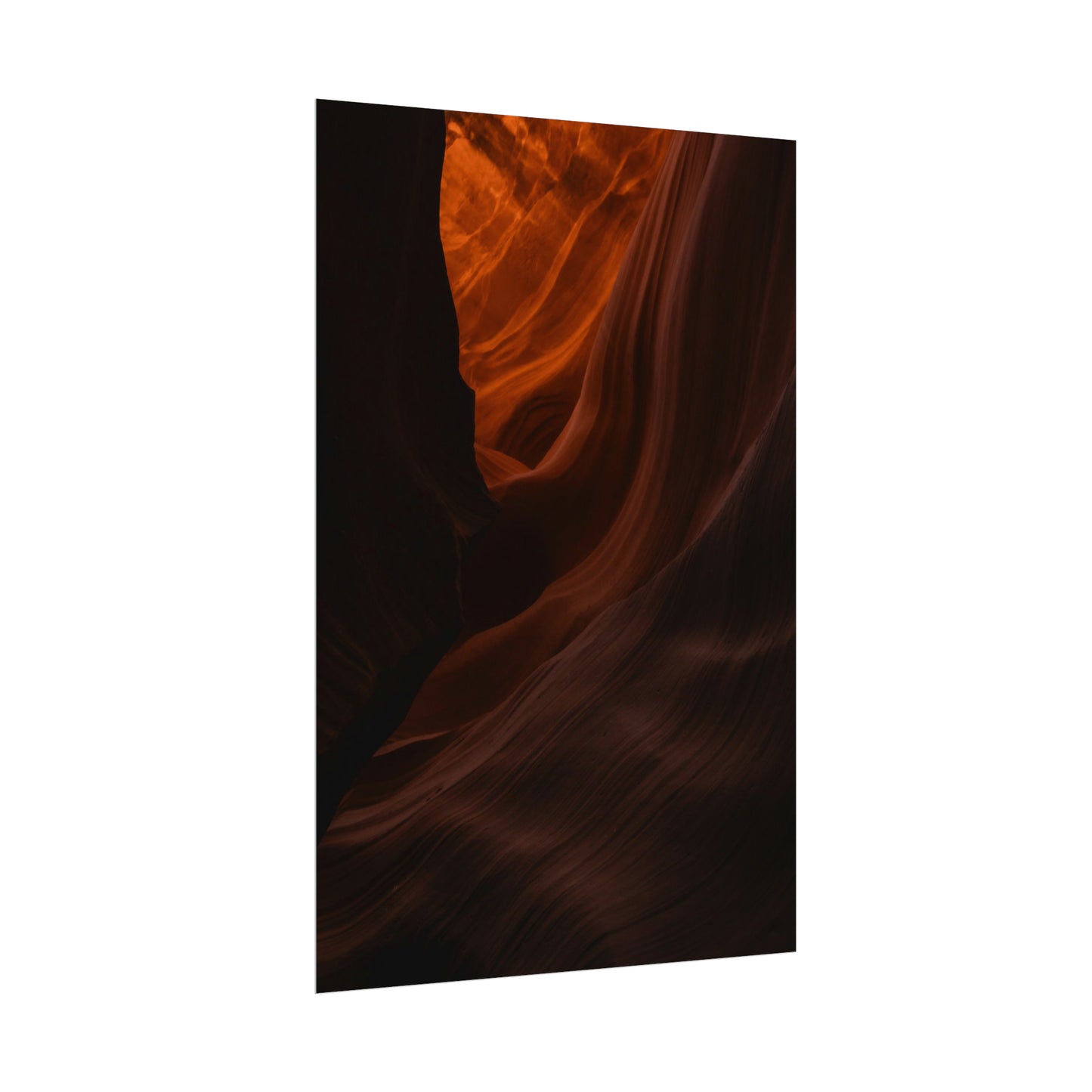 Antelope 03 - Rolled Poster