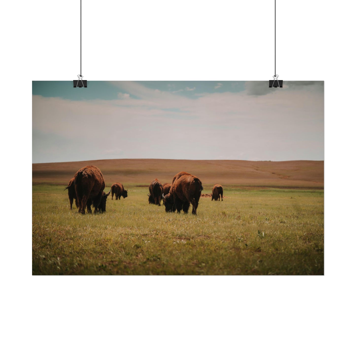 Bisons - Rolled Poster