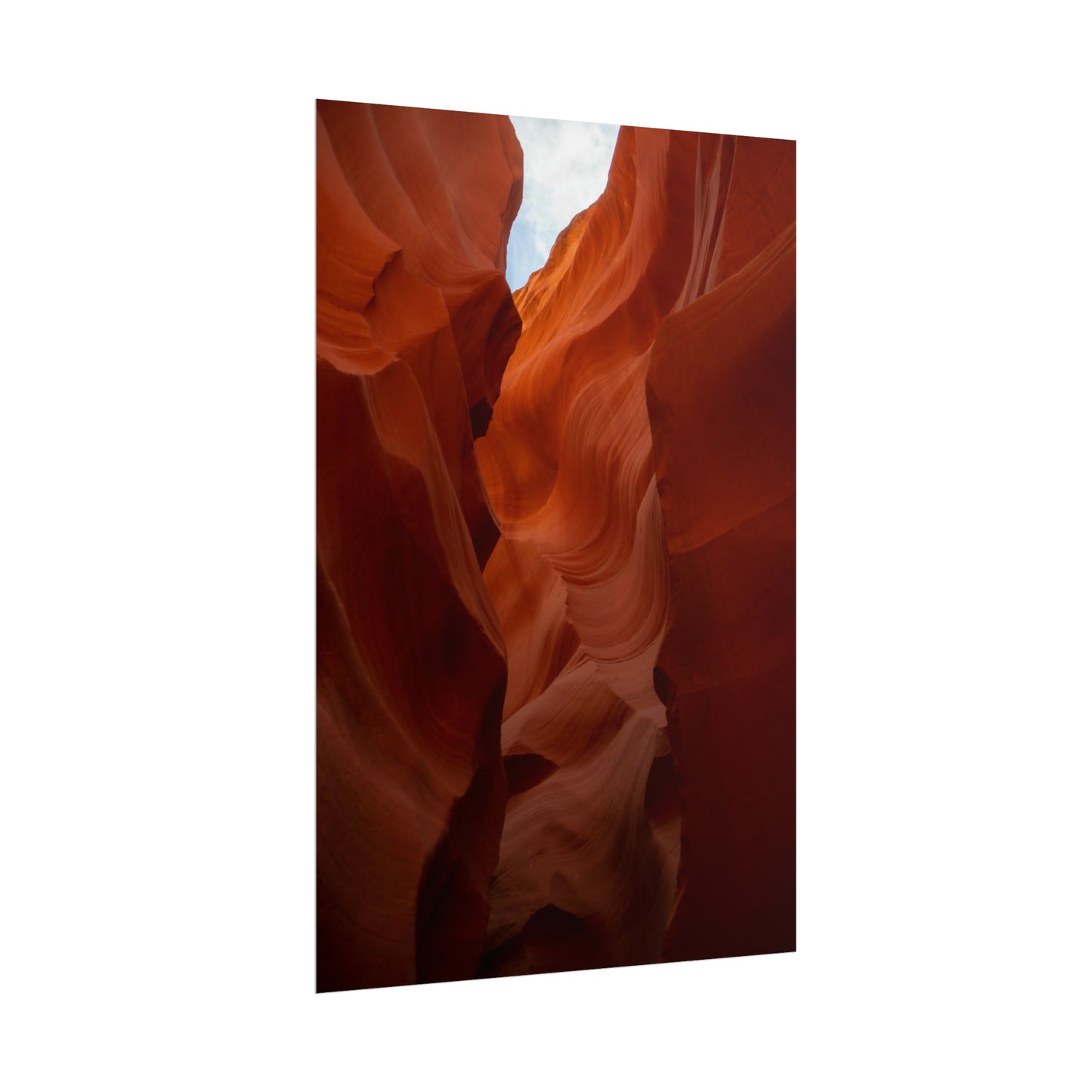 Antelope 07 - Rolled Poster