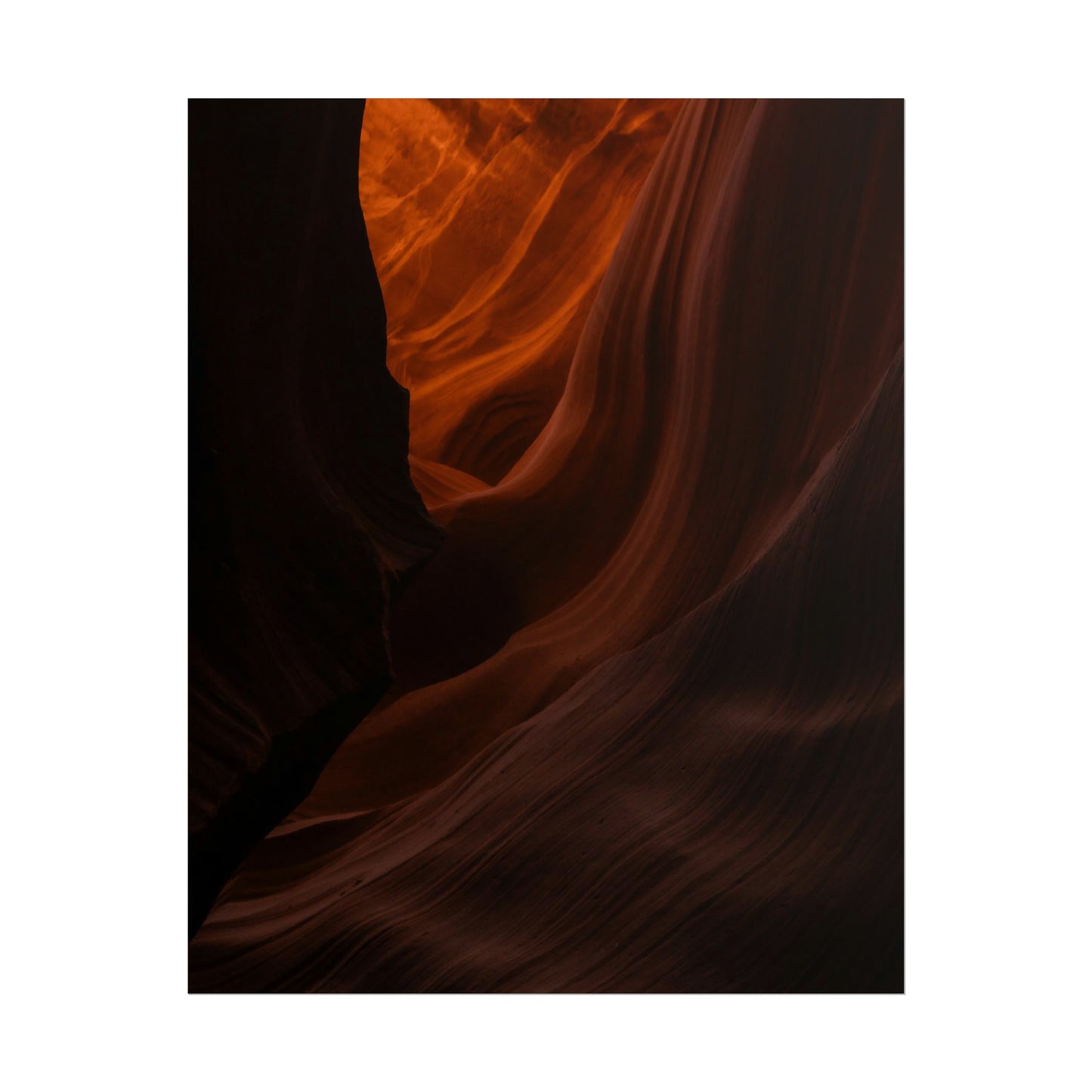 Antelope 03 - Rolled Poster