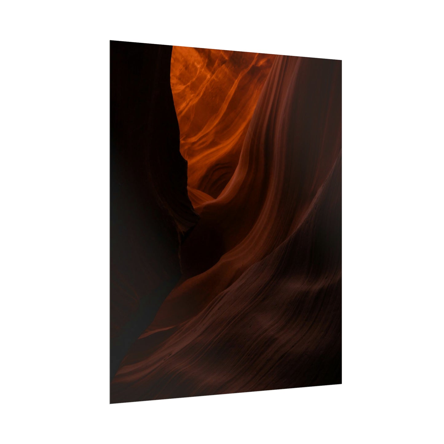 Antelope 03 - Rolled Poster