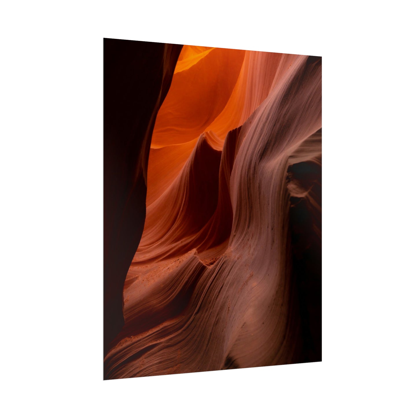 Antelope 04 - Rolled Poster