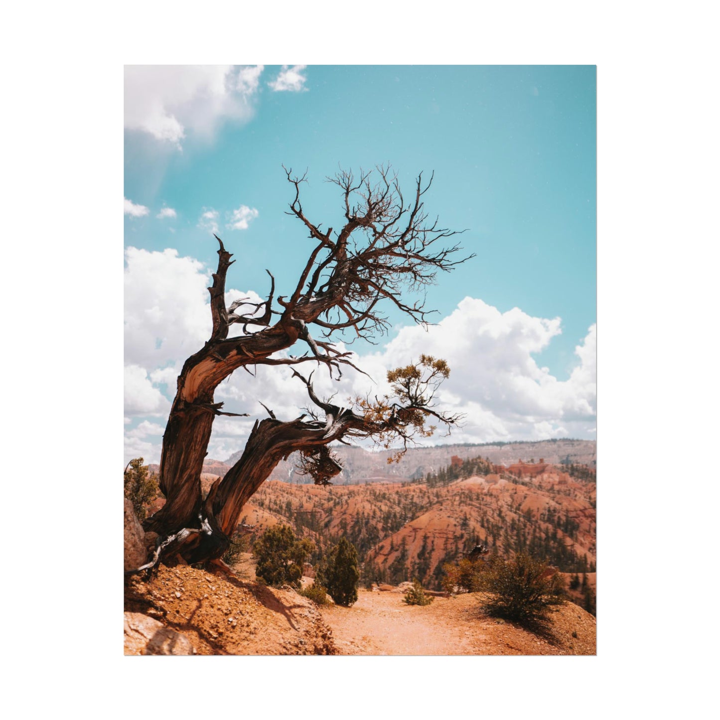Bryce Canyon 02 - Rolled Poster