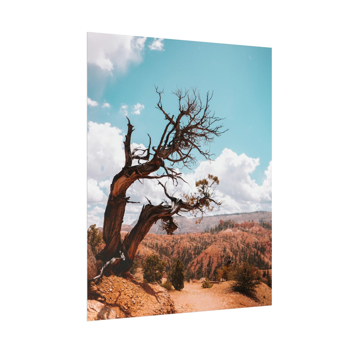 Bryce Canyon 02 - Rolled Poster