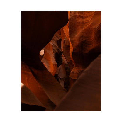 Antelope 05 - Rolled Poster