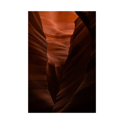 Antelope 02 - Rolled Poster