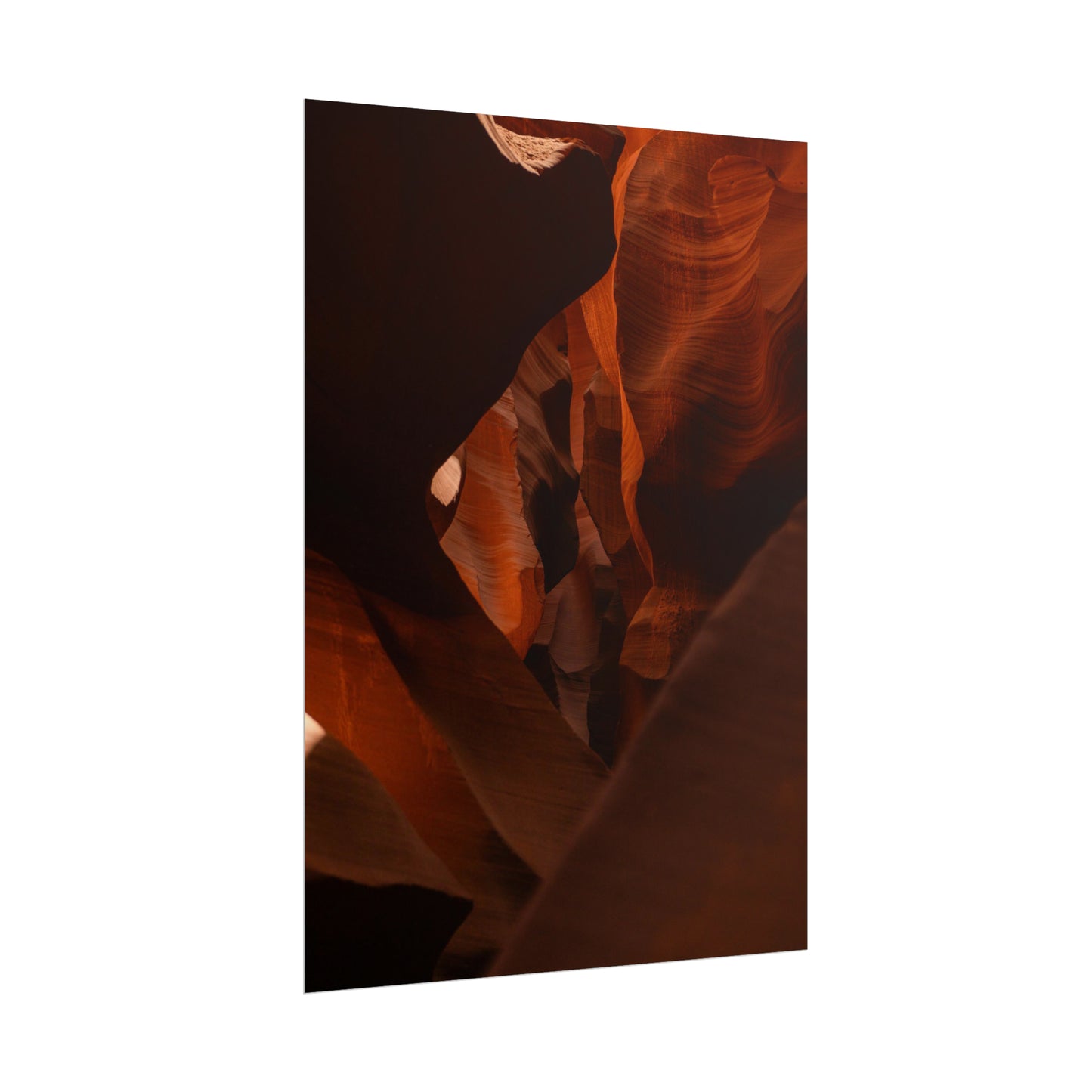 Antelope 05 - Rolled Poster