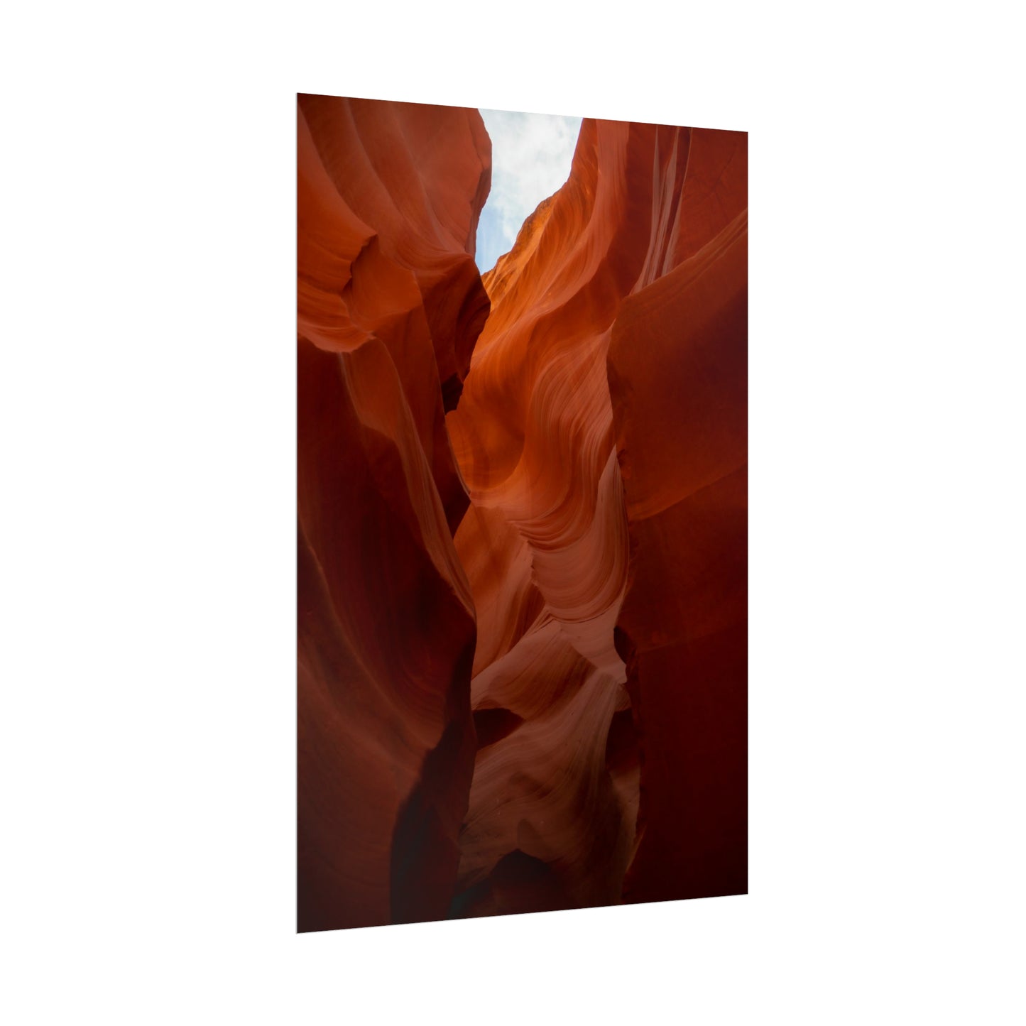 Antelope 07 - Rolled Poster