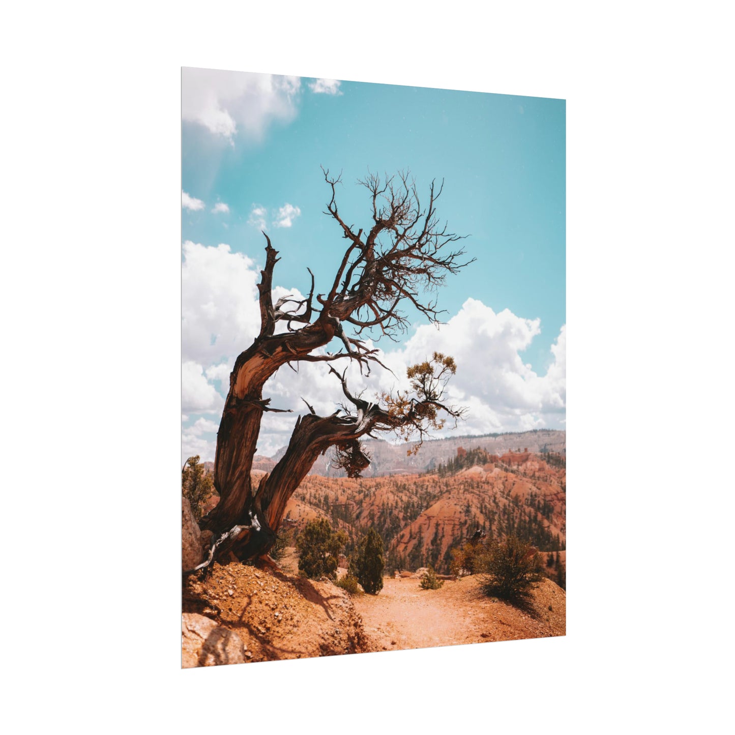 Bryce Canyon 02 - Rolled Poster