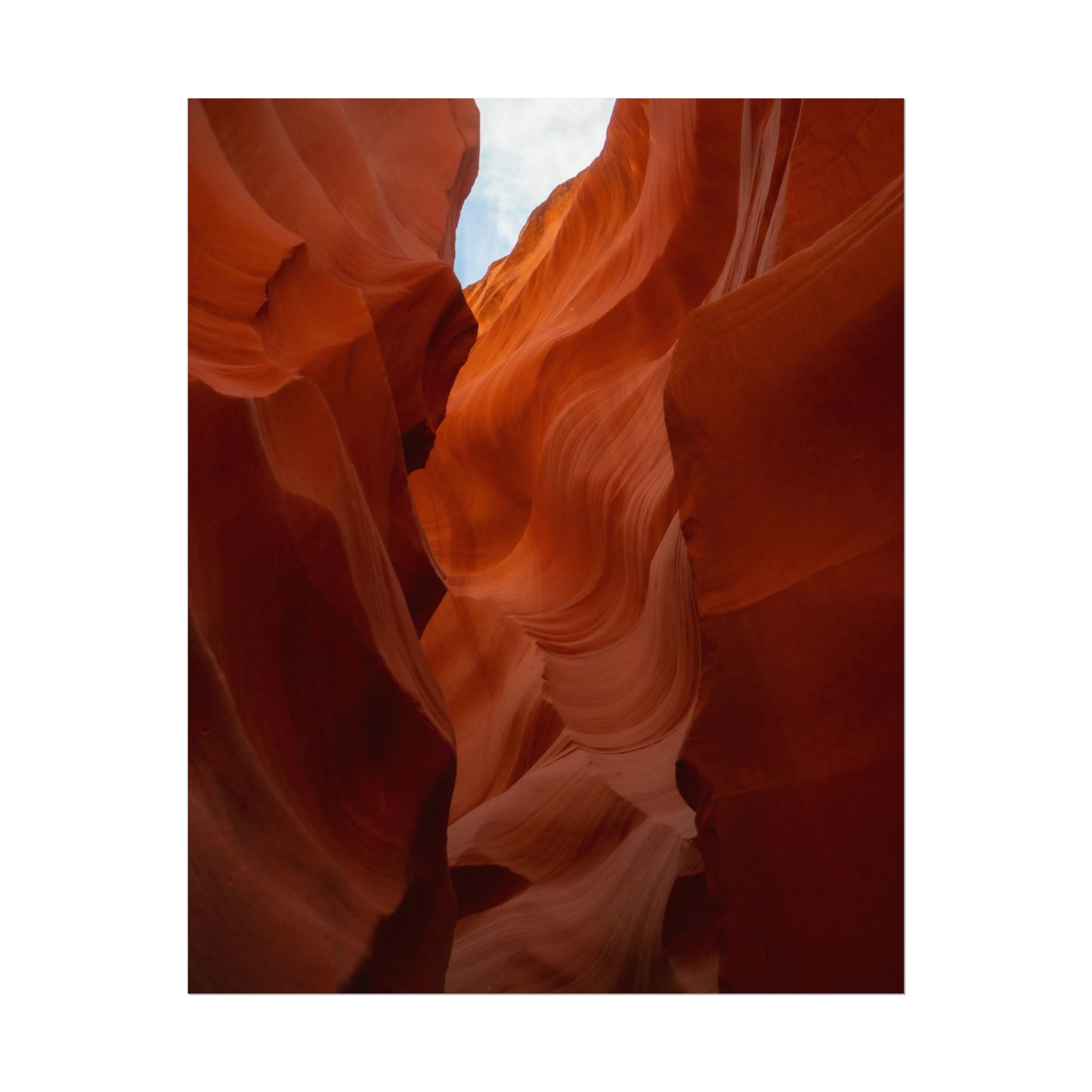Antelope 07 - Rolled Poster