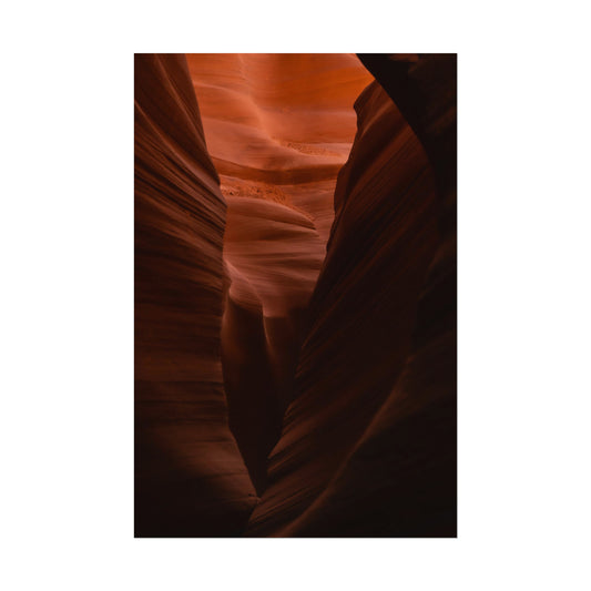 Antelope 02 - Rolled Poster