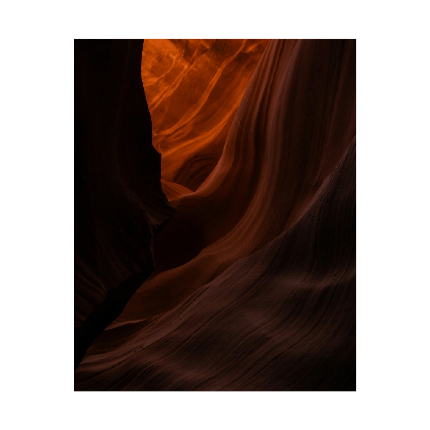 Antelope 03 - Rolled Poster