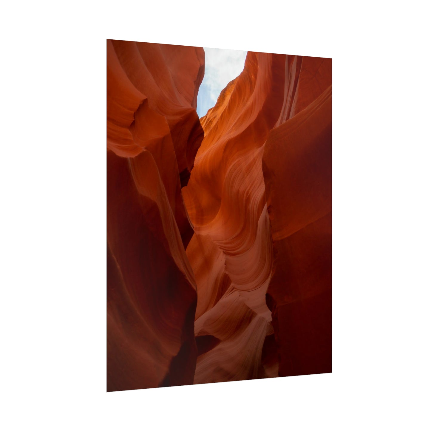 Antelope 07 - Rolled Poster