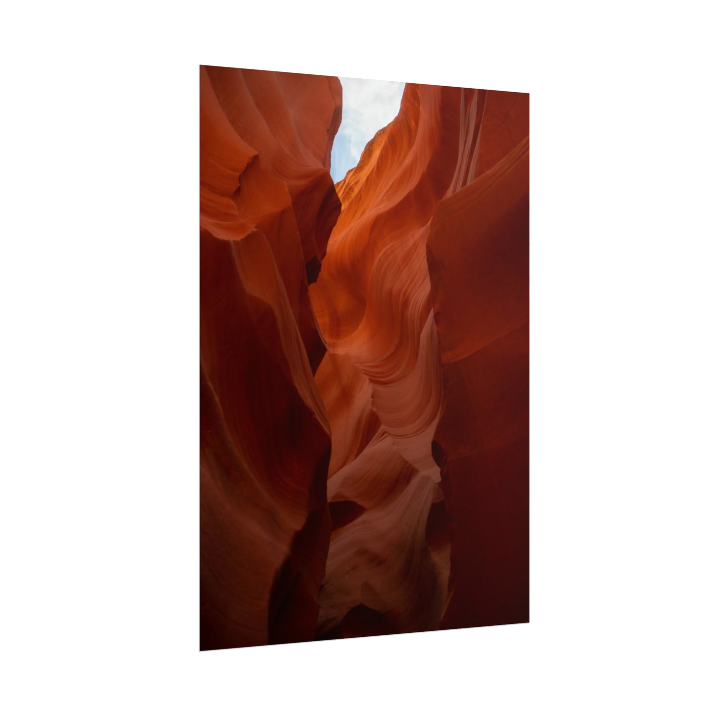 Antelope 07 - Rolled Poster