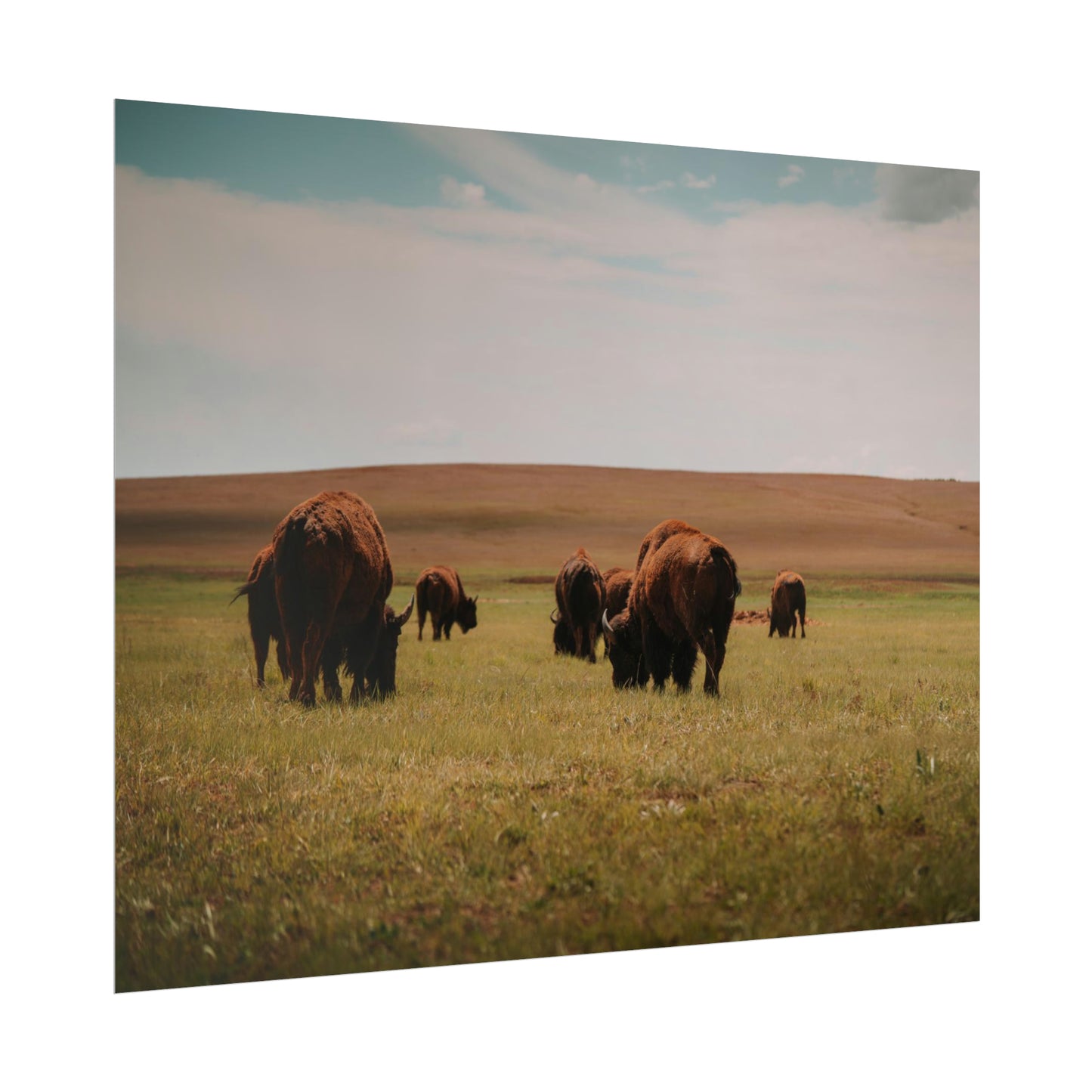 Bisons - Rolled Poster