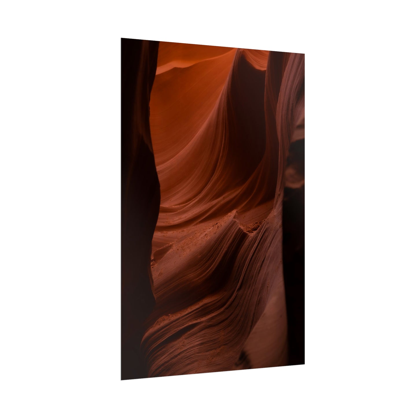 Antelope 01 - Rolled Poster