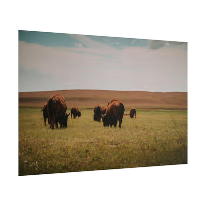 Bisons - Rolled Poster