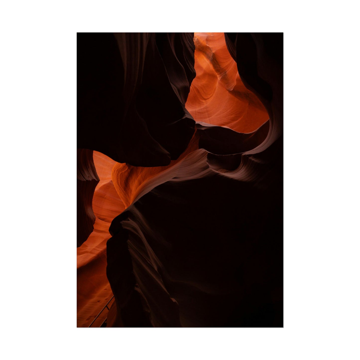 Antelope 08 - Rolled Poster