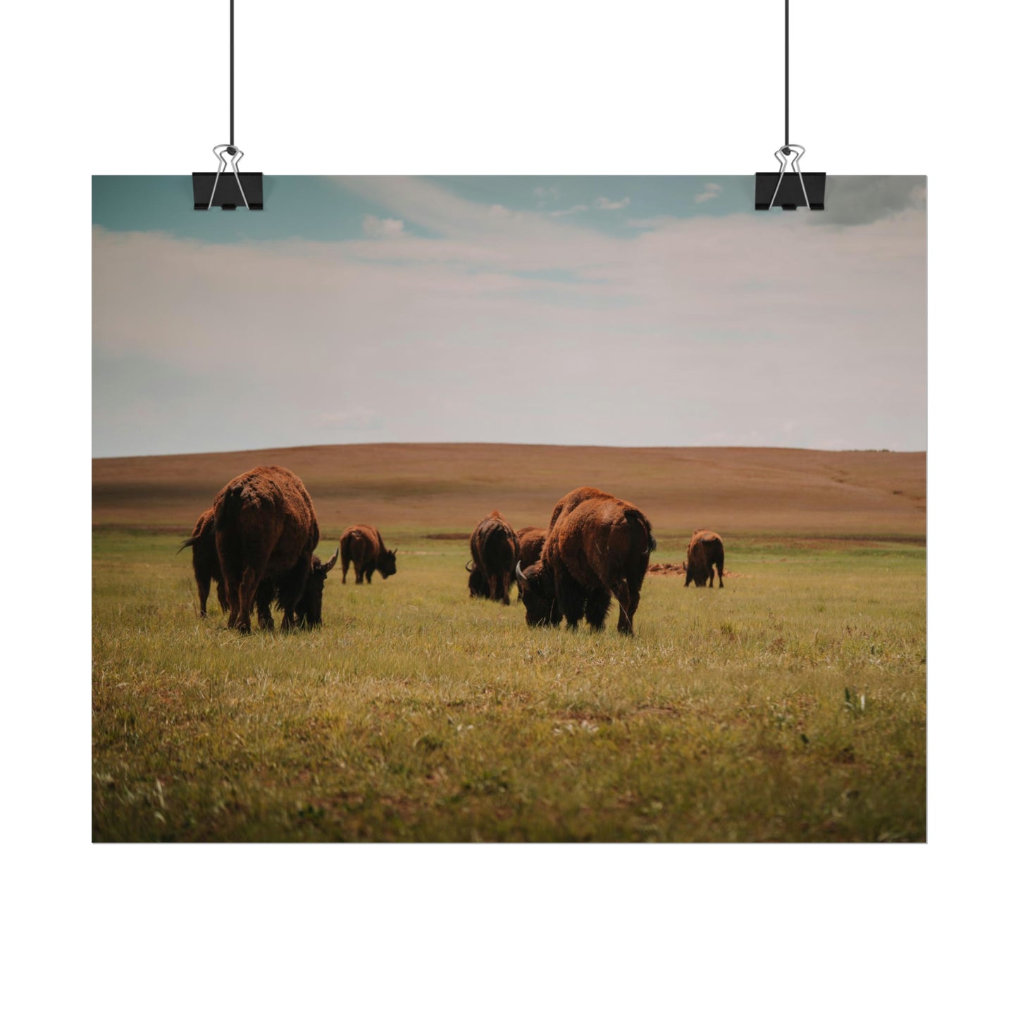 Bisons - Rolled Poster