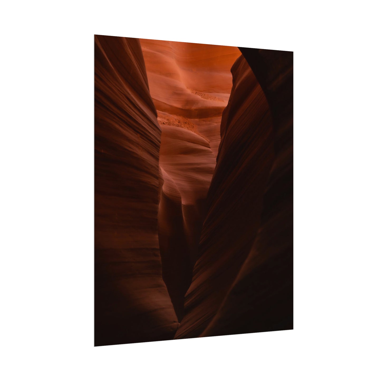 Antelope 02 - Rolled Poster