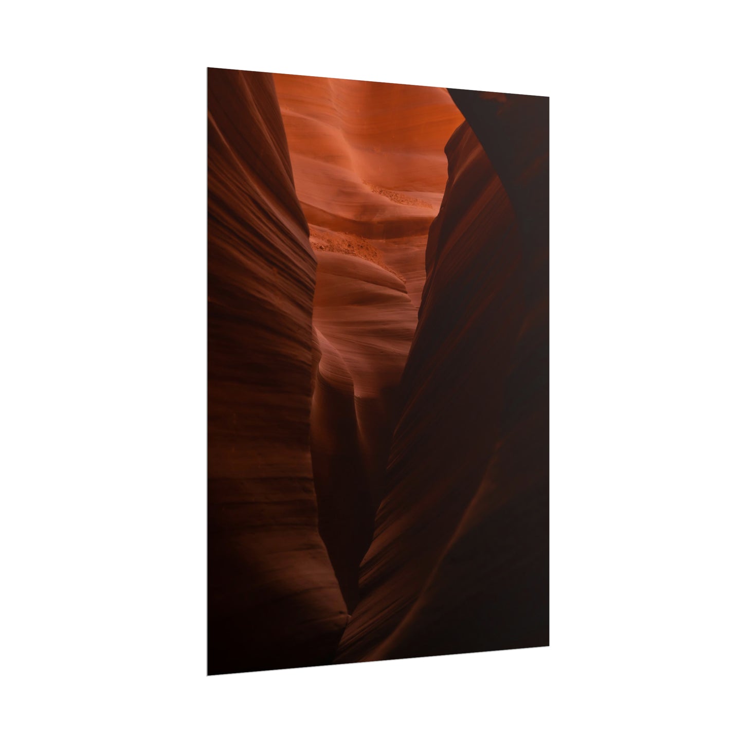 Antelope 02 - Rolled Poster