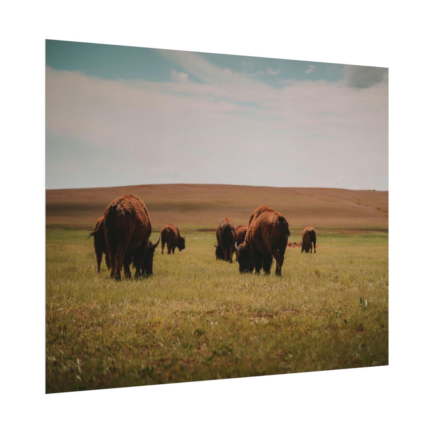 Bisons - Rolled Poster
