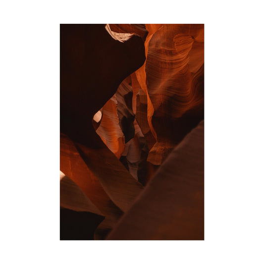 Antelope 05 - Rolled Poster