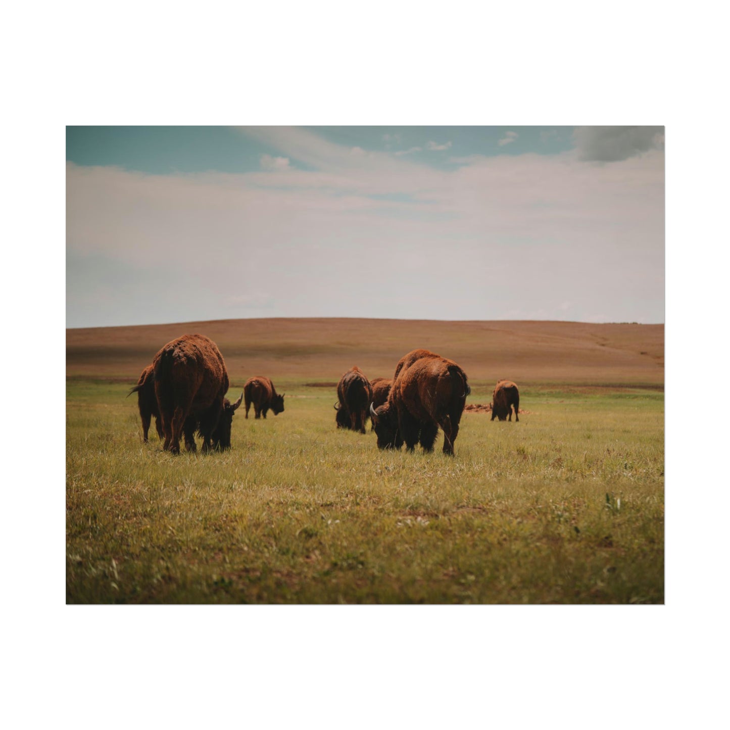Bisons - Rolled Poster