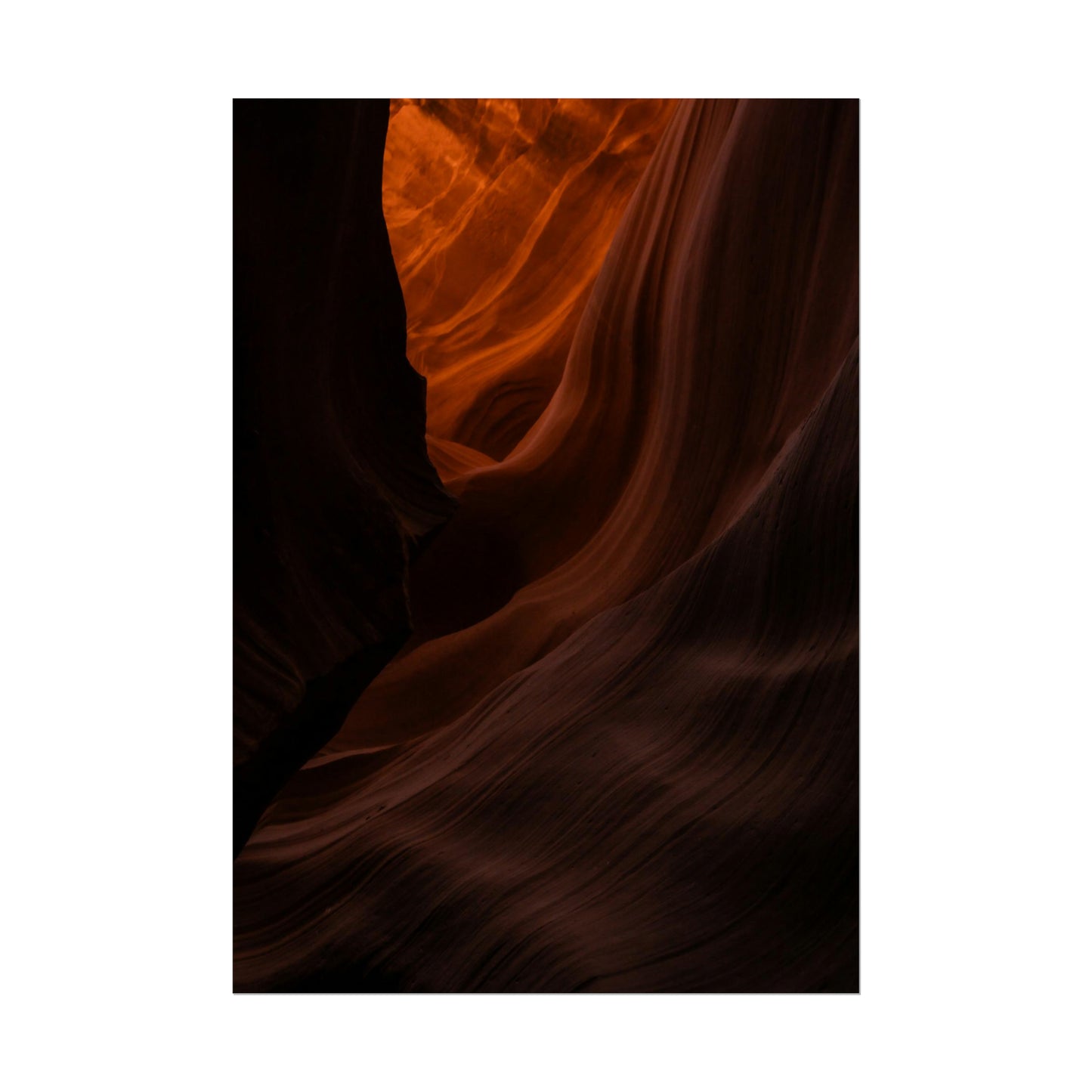 Antelope 03 - Rolled Poster