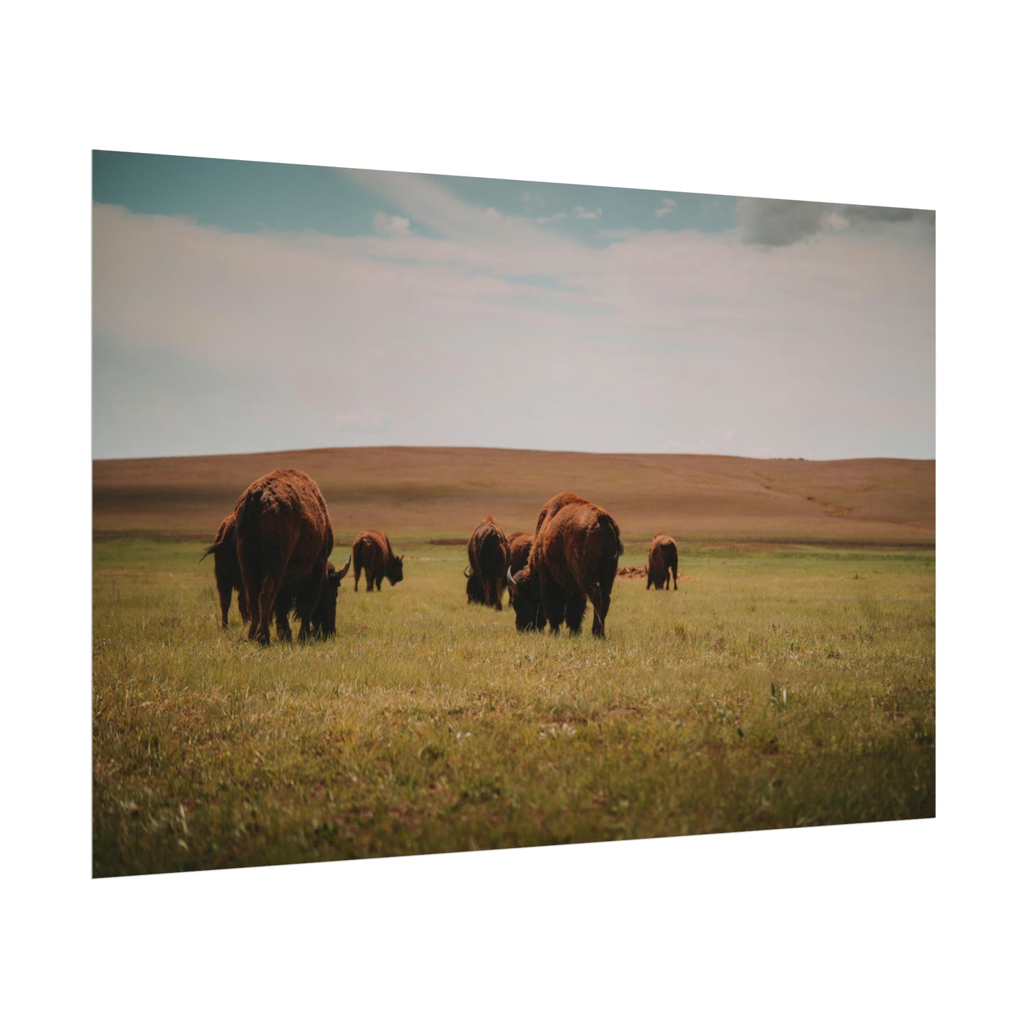 Bisons - Rolled Poster