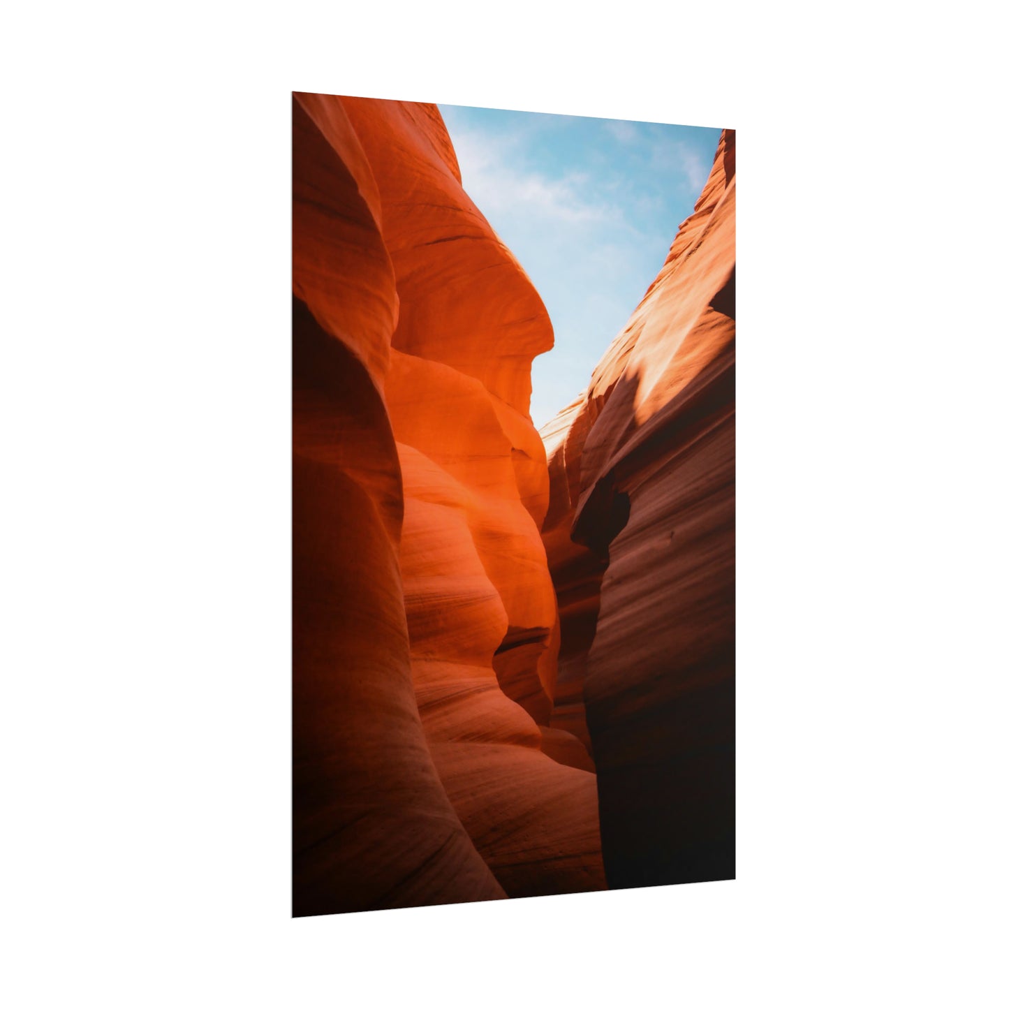 Antelope 06 - Rolled Poster