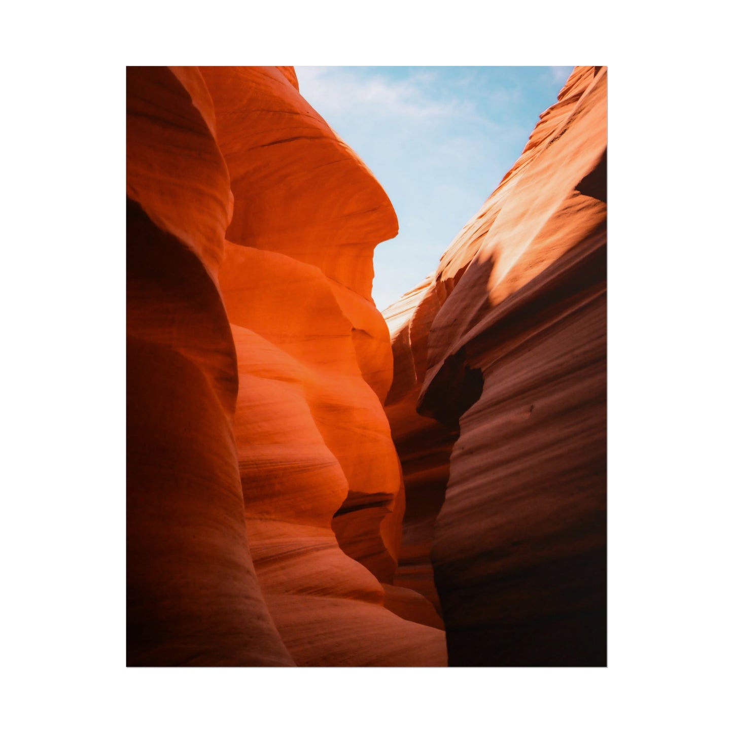 Antelope 06 - Rolled Poster
