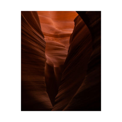 Antelope 02 - Rolled Poster