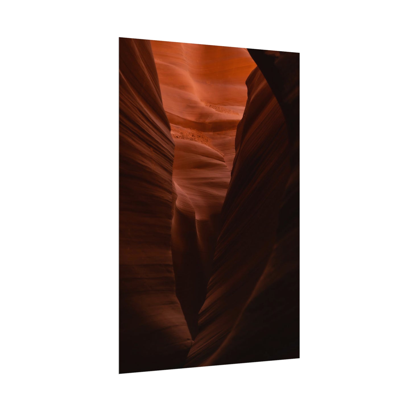 Antelope 02 - Rolled Poster