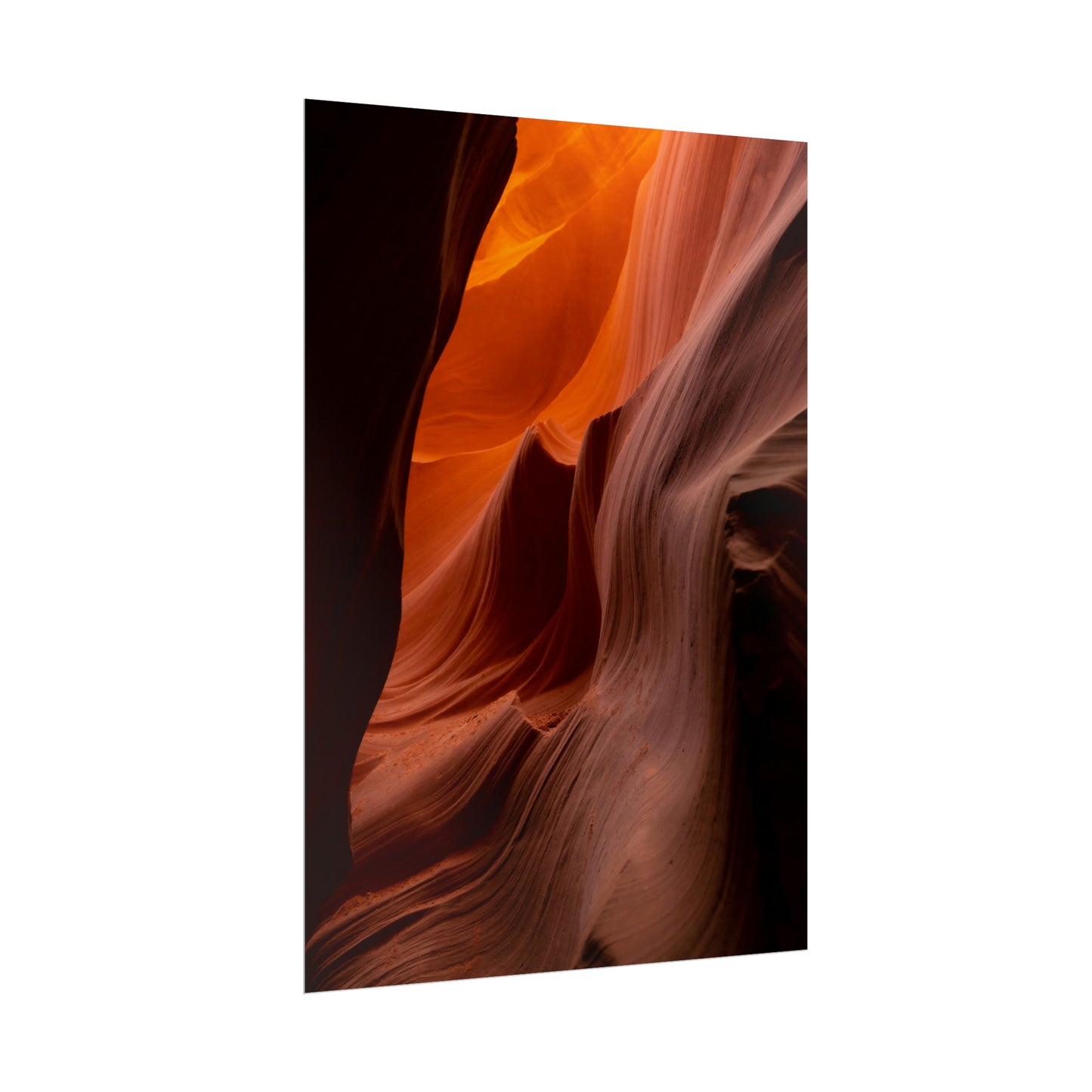 Antelope 04 - Rolled Poster