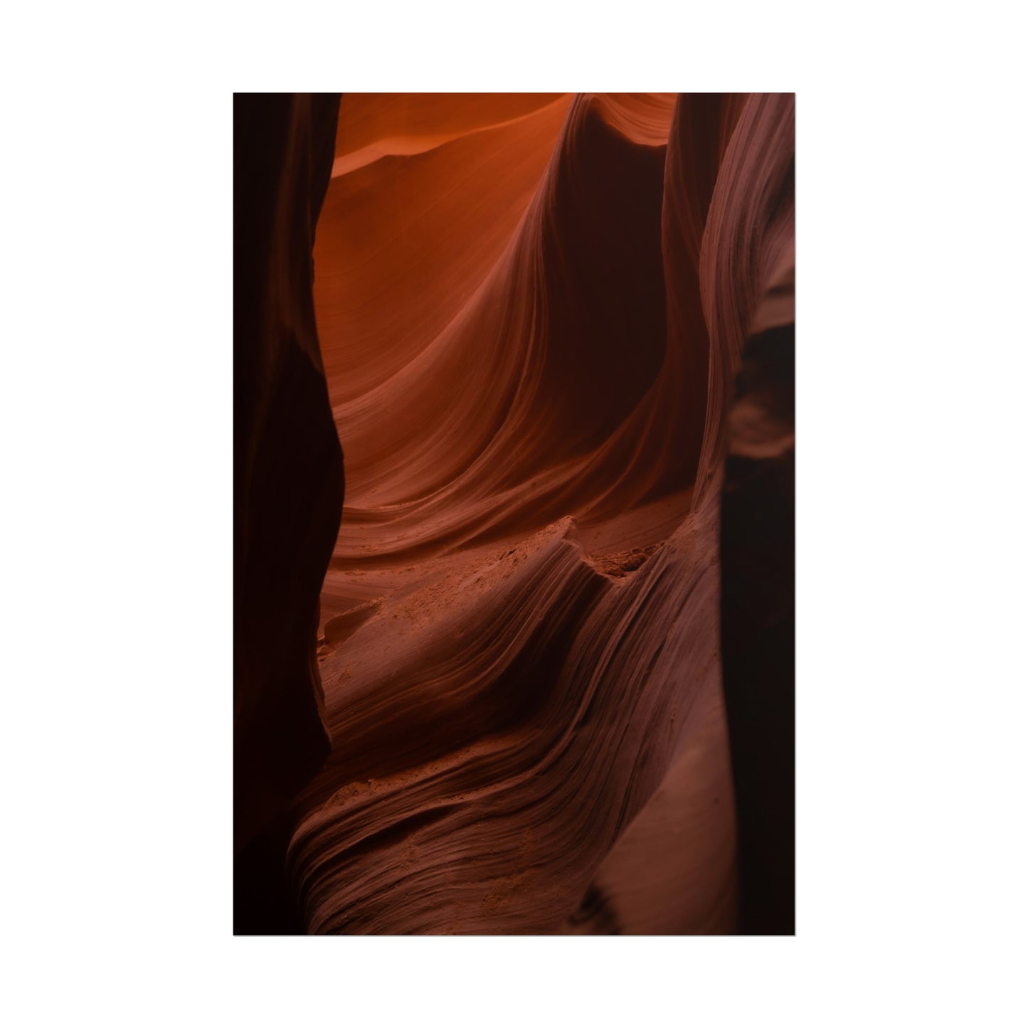 Antelope 01 - Rolled Poster