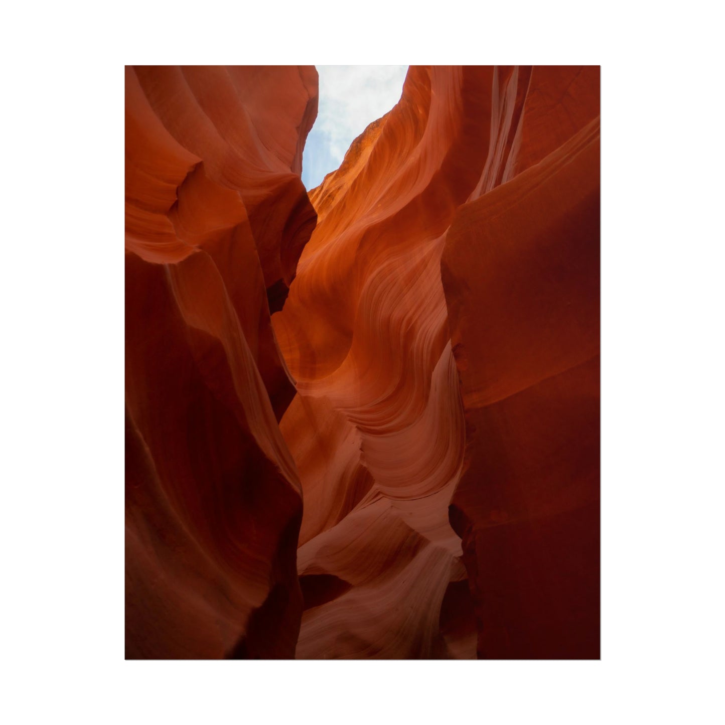 Antelope 07 - Rolled Poster