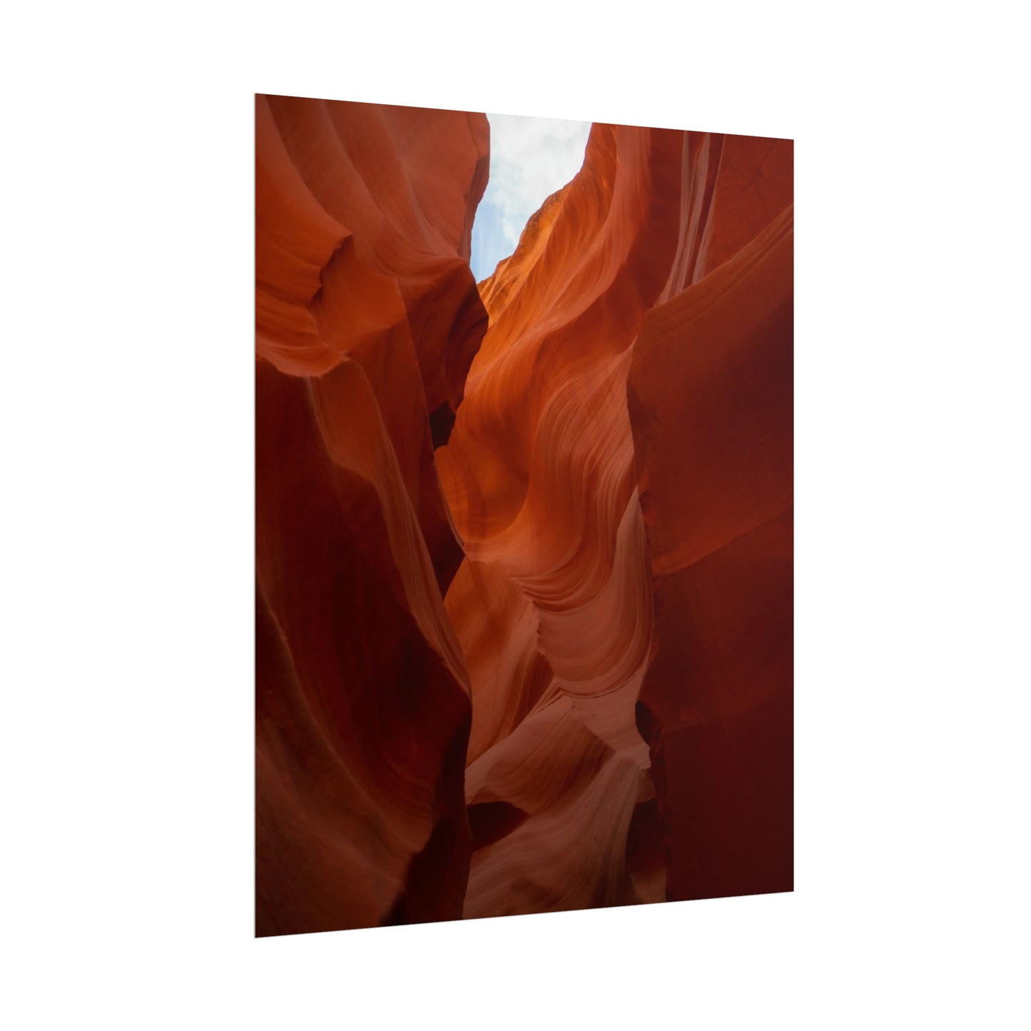 Antelope 07 - Rolled Poster