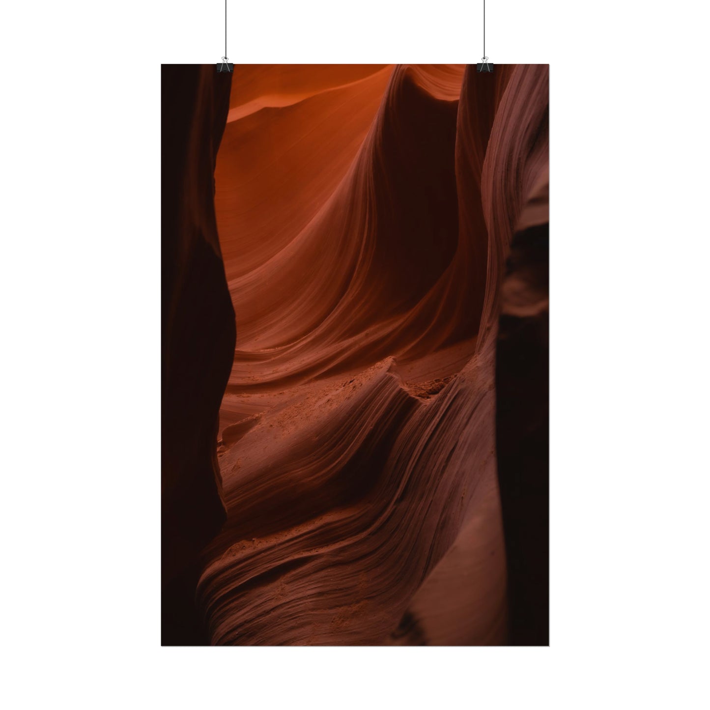 Antelope 01 - Rolled Poster