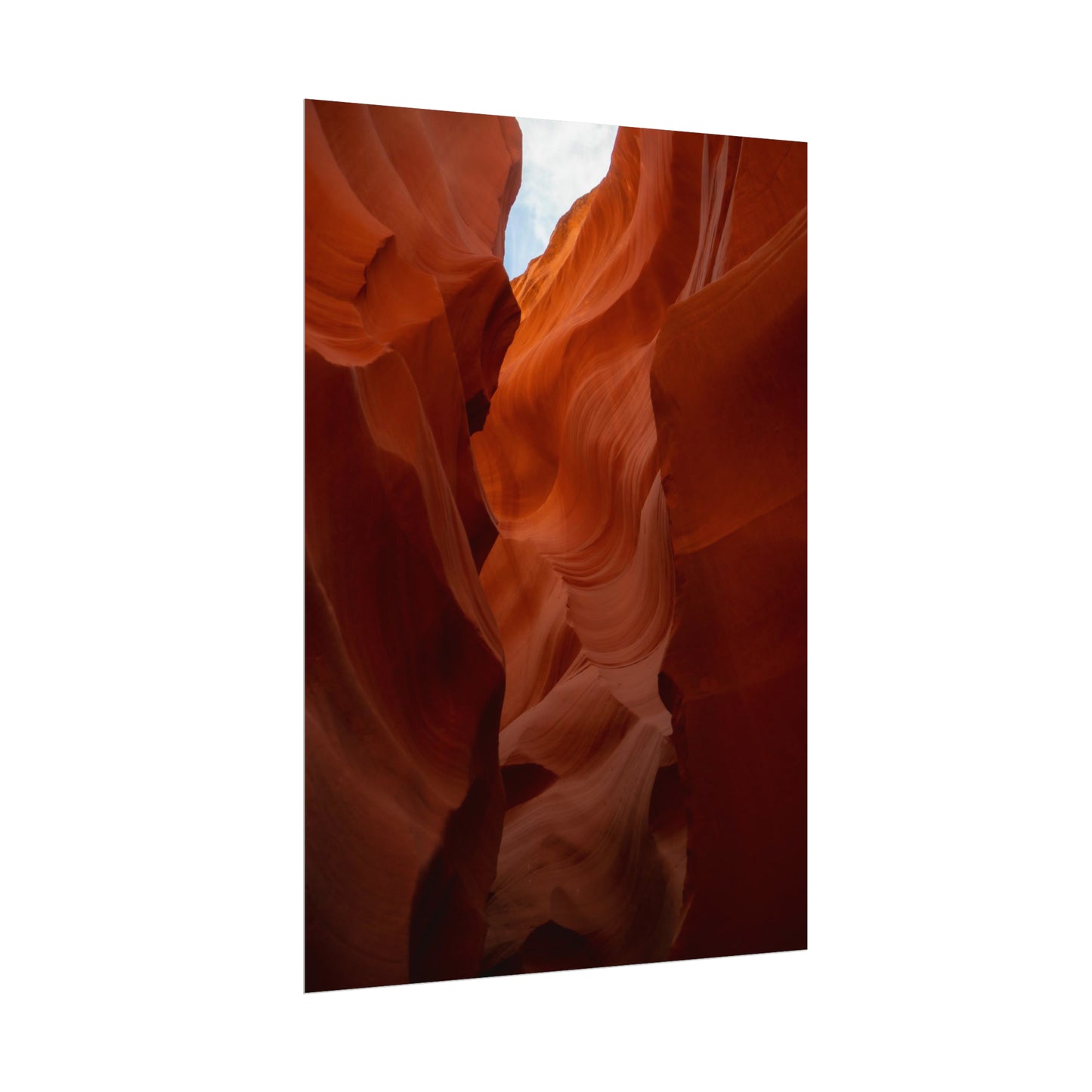 Antelope 07 - Rolled Poster