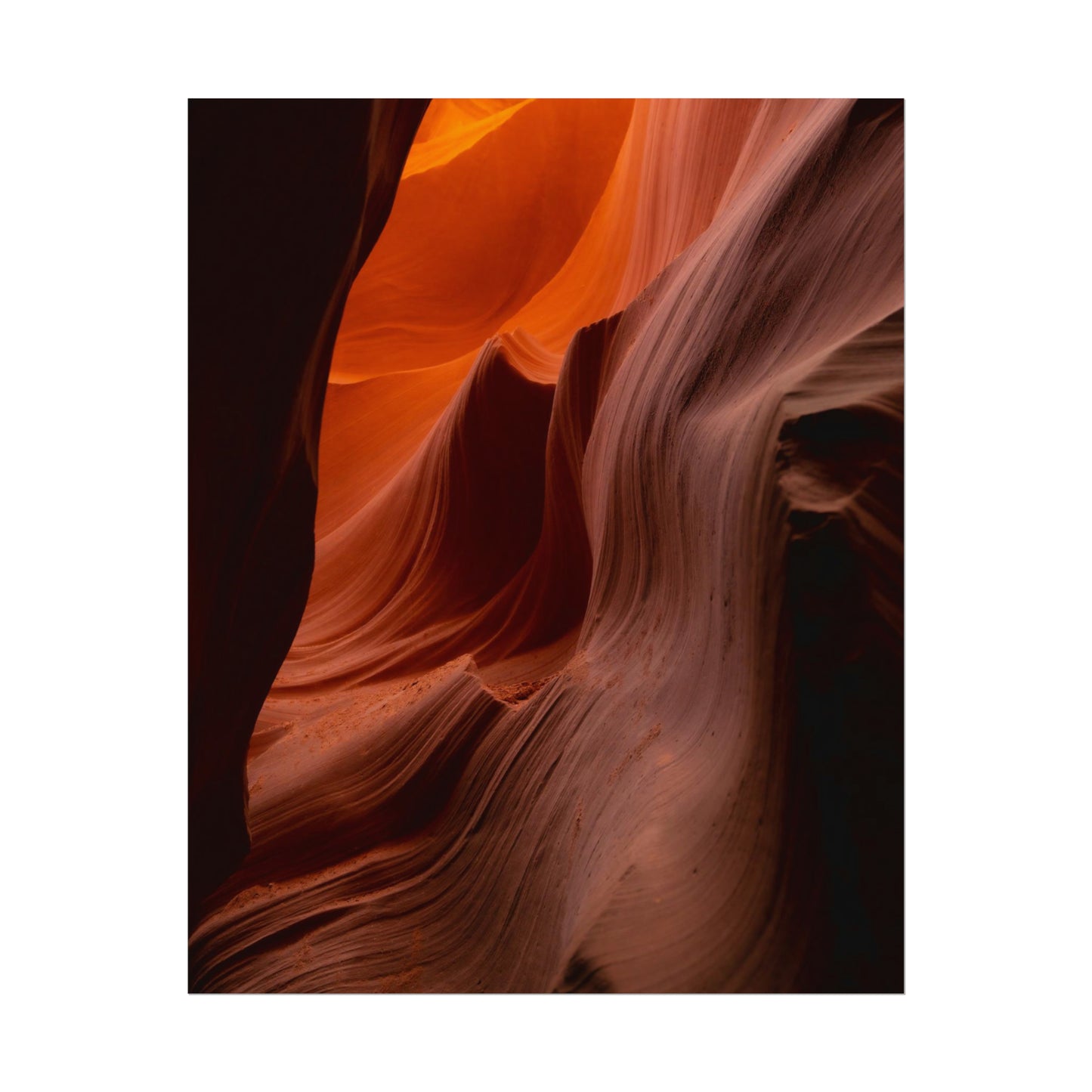 Antelope 04 - Rolled Poster